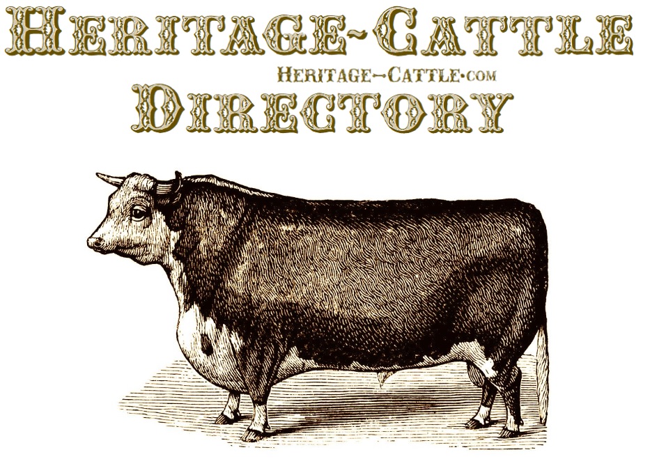 heritage-cattle breeder directory logo old traditional Hereford bull  vintage moziru