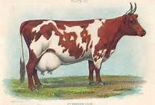 vintage Ayrshire cow
