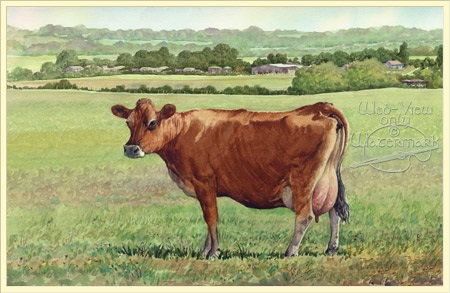 Jersey cow; print, hoodandbroomfield.co.uk