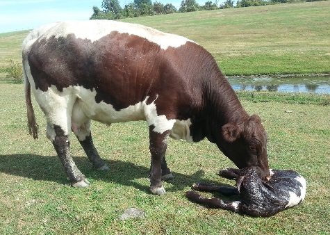 Pinzgauer calf born on B-Bar Stock Farm